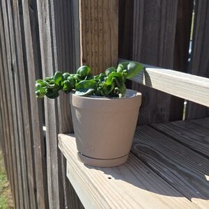Modern Textured Ceramic Pottery 5" Planter With Attached Drain Tray